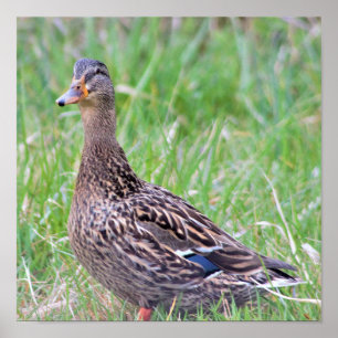 Wilde Eend Foto Poster