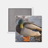 Wilde Eend op het Ijs Magneet (Voorkant / Achterkant)