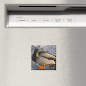 Wilde Eend op het Ijs Magneet (Insitu (Vaatwasser))