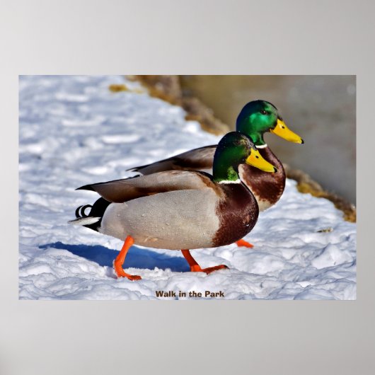 Wilde Eend Poster (Voorkant)