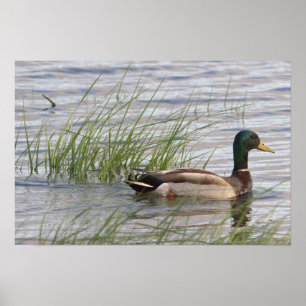 Wilde Eend Poster