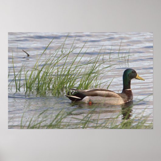 Wilde Eend Poster (Voorkant)