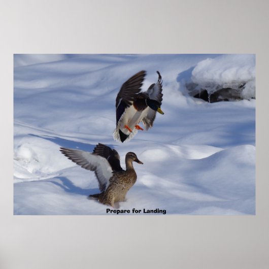 Wilde Eend Poster (Voorkant)