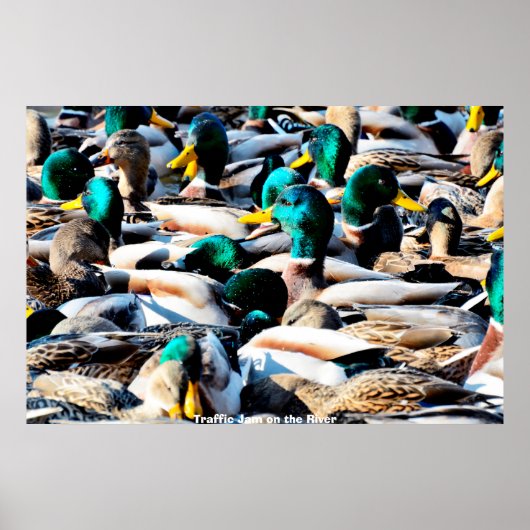 Wilde Eend Poster (Voorkant)