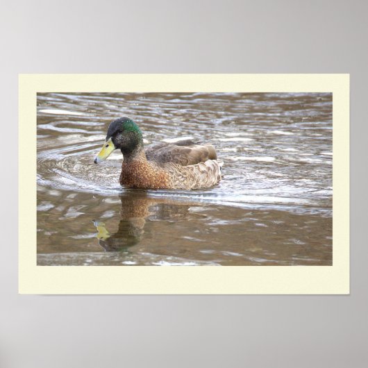 Wilde Eend Reflectie Foto Poster (Voorkant)