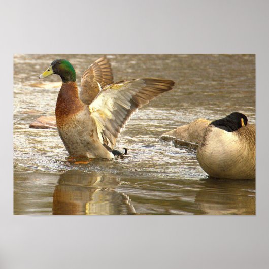 Wilde Eend Reflectie Foto Poster (Voorkant)