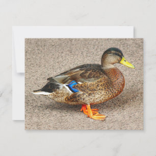 Wilde eend. Roath Park Lake, Cardiff, Wales Kaart