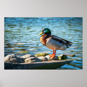 Wilde Eend Staand op Oeverrotsen bij het Meer Poster
