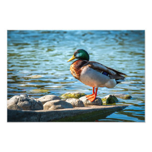 Wilde Eend Staande op Oeverrotsen bij het Meer Foto Afdruk
