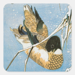 Wilde eend zwemmend tussen met sneeuw beladen riet vierkante sticker