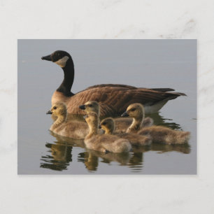 Wilde eenden briefkaart