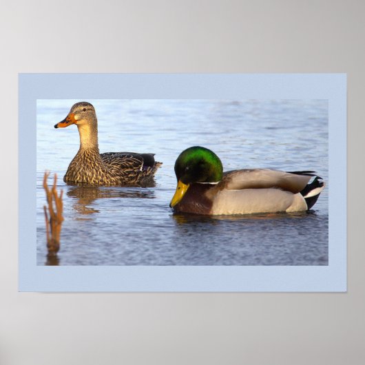 Wilde Eenden Foto Poster (Voorkant)