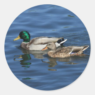 Wilde Eenden Ronde Sticker