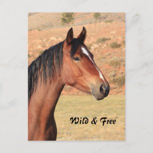 Wilde en vrije Mustang Briefkaart
