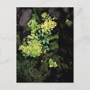 Wilde flora en fauna van ratteneilanden, eenmansbl briefkaart