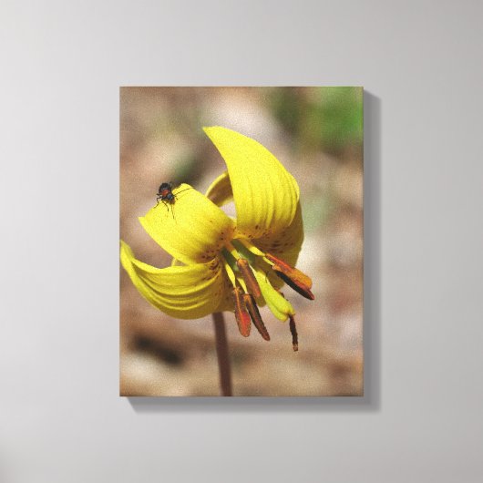 Wilde forel Lily Bloem en Firefly Vriend Canvas Afdruk (Voorkant)