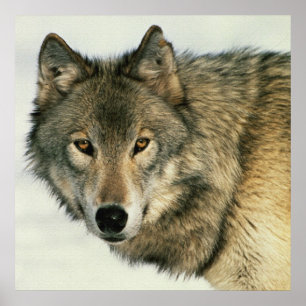 Wilde fotografie Gray Wolf Poster 24x24