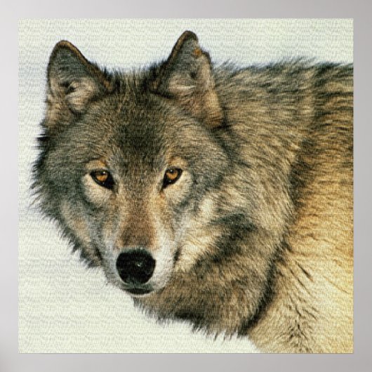 Wilde fotografie Gray Wolf Poster 24x24 (Voorkant)