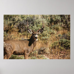 WILDE FOTOGRAFIE VAN DE BROWN BUCK POSTER