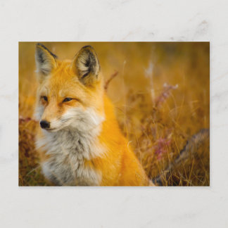 Wilde Fox in de Voorste Briefkaart