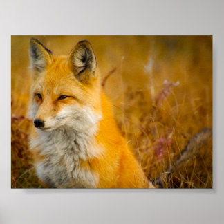 Wilde Fox in de Voorste Poster