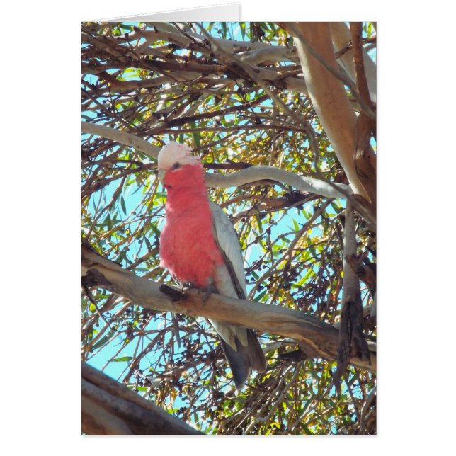 wilde gallah (Voorkant)