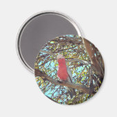 wilde gallah magneet (Voorkant / Achterkant)