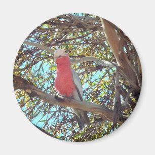 wilde gallah magneet