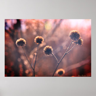 Wilde Gedroogde Winter Moeras Bloemen Poster