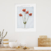 Wilde gele Lily; Canada of Nodding Lily Poster (Keuken)