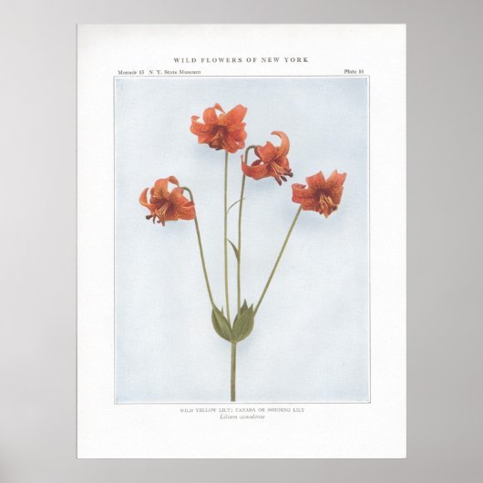 Wilde gele Lily; Canada of Nodding Lily Poster (Voorkant)