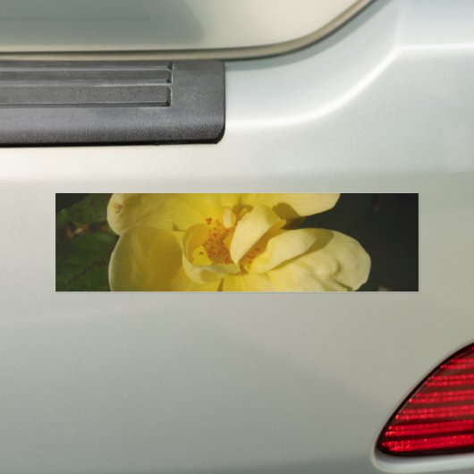 Wilde Gele Rose Bumpersticker (Op auto)