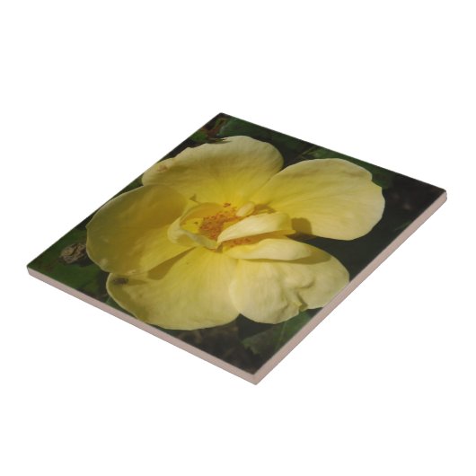 Wilde Gele Rose Tegeltje (Zijkant)