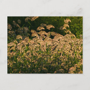 Wilde gier (Panicum Sp.) Teelt in wetland Briefkaart