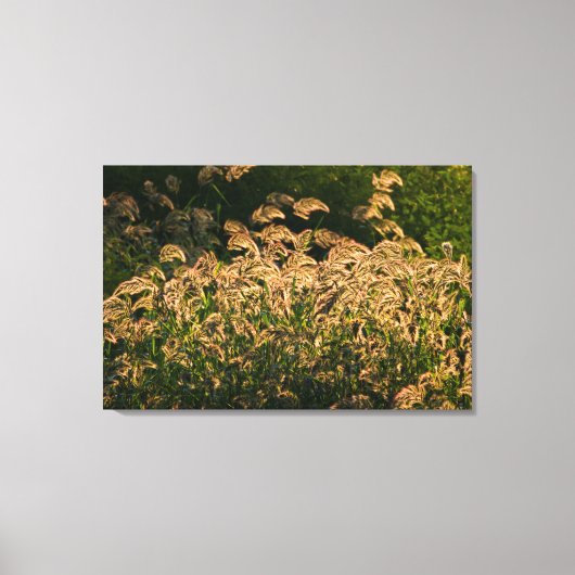 Wilde gier (Panicum Sp.) Teelt in wetland Canvas Afdruk (Voorkant)