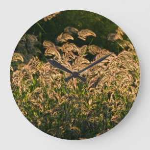 Wilde gier (Panicum Sp.) Teelt in wetland Grote Klok