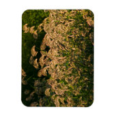 Wilde gier (Panicum Sp.) Teelt in wetland Magneet (Verticaal)