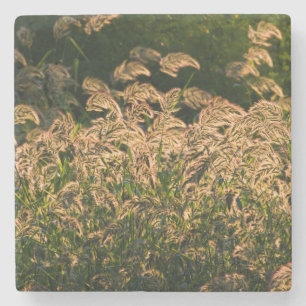 Wilde gier (Panicum Sp.) Teelt in wetland Stenen Onderzetter