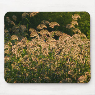 Wilde Gierst (Panicum Sp.) Groeiend In Wetland Muismat