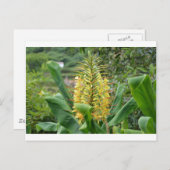 Wilde Ginger. Briefkaart (Voorkant / Achterkant)