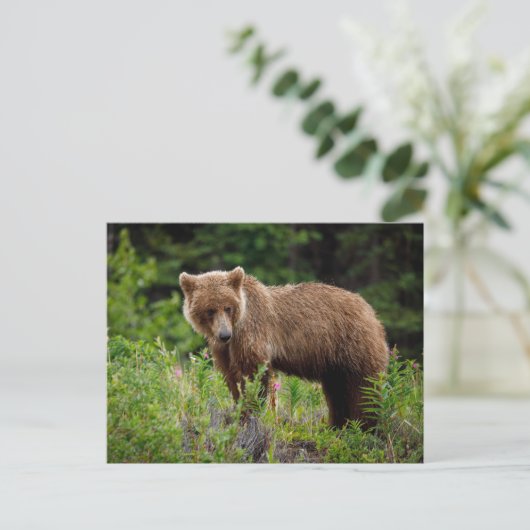 Wilde Grizzlybären in Alaska Briefkaart (Staand voorkant)