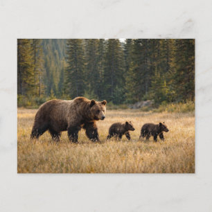 Wilde Grizzlybeer en welpen Briefkaart