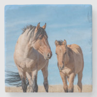 Wilde hengst en wild Mustang veulen
