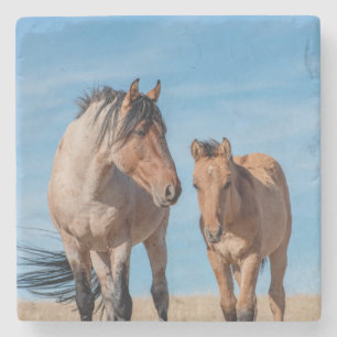 Wilde hengst en wild Mustang veulen Stenen Onderzetter