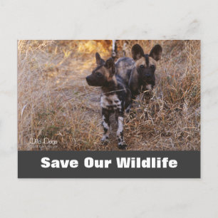 Wilde honden, red ons Briefkaart