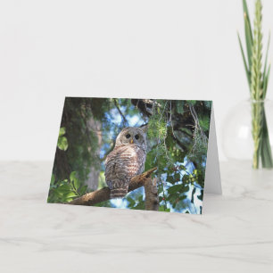 Wilde Hoot Owl Staring in het bos Kaart