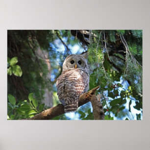 Wilde Hoot Owl Staring in het bos Poster