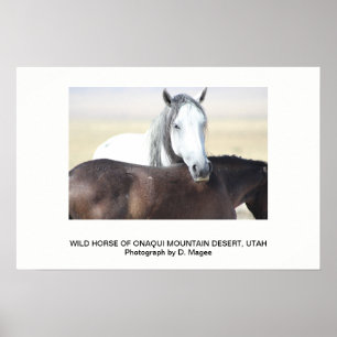 WILDE HORSE VAN DE ONAQUI MOUNTAINS, UTAH POSTER
