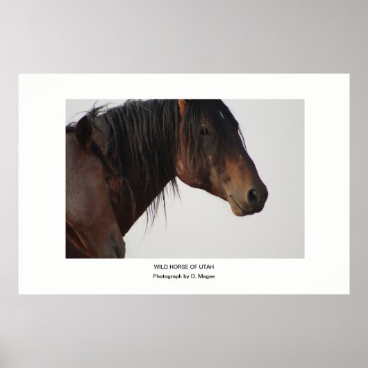 WILDE HORSE VAN UTAH FOTOGRAAF POSTER (Voorkant)