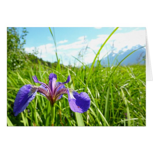 Wilde Iris en Alaskisch Landschap (Voorkant Horizontaal)